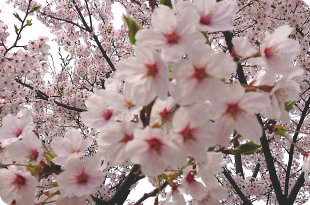 お花見ドライブ